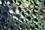 Water Drop, Watershapes, OLFV10P15_03