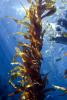 Kelp (Macrocystis pyrifera), Kelp Forest, Underwater, OPAD01_001