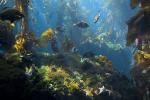 Kelp Forest, Underwater, OPAD01_0011