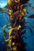 Kelp Forest, Underwater, OPAD01_0012