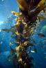 Kelp Forest, Underwater, OPAD01_0013