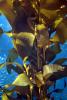 Kelp Forest, Underwater, OPAD01_0014