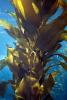 Kelp Forest, Underwater, OPAD01_0015