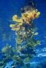 Kelp (Macrocystis pyrifera), Kelp Forest, Underwater, OPAD01_003