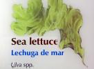 Sea Lettuce, Lechuga de mar, Ulva spp.