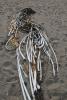 dried kelp, seaweed, seaweed on the beach, sand, OPAD01_038