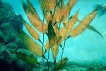California Kelp, underwater, OPAV01P02_19.2856