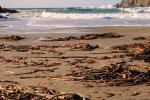 Seaweed, Kelp, Beach, Ocean, California, OPAV01P03_14.2856