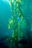 underwater, Kelp Forest, OPAV01P06_14.2856