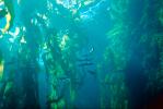 underwater, Kelp Forest, OPAV01P06_15.2856