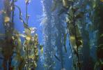 underwater, Kelp Forest, OPAV01P09_10