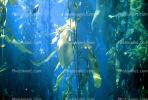 underwater, Kelp Forest, OPAV01P09_13