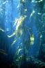underwater, Kelp Forest, OPAV01P09_14