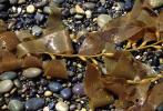 Seaweed, Kelp, Beach, California