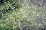 Bubbles trapped in plants underwater, OPAV01P10_12