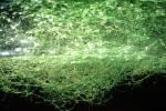 Bubbles trapped in plants underwater, OPAV01P10_14