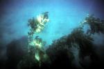 Kelp (Macrocystis pyrifera), underwater, Kelp Forest, OPAV01P10_18