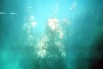 Kelp (Macrocystis pyrifera), underwater, Kelp Forest, OPAV01P10_19