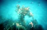 Kelp (Macrocystis pyrifera), underwater, Kelp Forest, OPAV01P11_01
