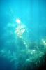 Kelp (Macrocystis pyrifera), underwater, Kelp Forest, OPAV01P11_02