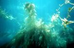 Kelp (Macrocystis pyrifera), underwater, Kelp Forest, OPAV01P11_03