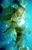 Kelp (Macrocystis pyrifera), underwater, Kelp Forest, OPAV01P11_04