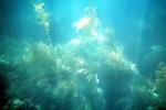 Kelp (Macrocystis pyrifera), underwater, Kelp Forest, OPAV01P11_05