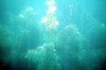 Kelp (Macrocystis pyrifera), underwater, Kelp Forest, OPAV01P11_07
