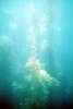 Kelp (Macrocystis pyrifera), underwater, Kelp Forest, OPAV01P11_08