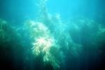 Kelp (Macrocystis pyrifera), underwater, Kelp Forest, OPAV01P11_09