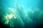 Kelp (Macrocystis pyrifera), underwater, Kelp Forest, OPAV01P11_10