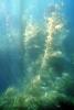 Kelp (Macrocystis pyrifera), underwater, Kelp Forest, OPAV01P11_11