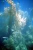 Kelp (Macrocystis pyrifera), underwater, Kelp Forest, OPAV01P11_12