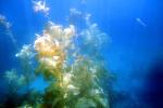 Kelp (Macrocystis pyrifera), underwater, Kelp Forest, OPAV01P11_13