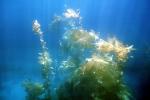 Kelp (Macrocystis pyrifera), underwater, Kelp Forest, OPAV01P11_14