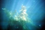 Kelp (Macrocystis pyrifera), underwater, Kelp Forest, OPAV01P11_15