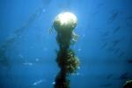 Kelp (Macrocystis pyrifera), underwater, Kelp Forest, OPAV01P11_16