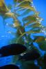 Kelp (Macrocystis pyrifera), underwater, Kelp Forest, OPAV01P11_19