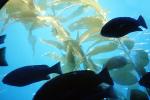 Kelp (Macrocystis pyrifera), underwater, Kelp Forest, OPAV01P12_01