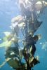Giant Kelp (Macrocystis pyrifera), underwater, Kelp Forest, OPAV01P12_14