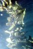 Giant Kelp (Macrocystis pyrifera), underwater, Kelp Forest, OPAV01P12_15