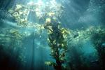 Giant Kelp (Macrocystis pyrifera), underwater, Kelp Forest, OPAV01P12_17