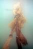 Giant Kelp (Macrocystis pyrifera), underwater