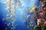Kelp Forest, Underwater, OPAV01P13_09