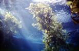 Kelp Forest, Underwater, OPAV01P13_10
