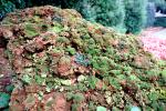 Lichen on a Rock, OPLV01P05_16