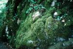 Lichen on a Rock, OPLV01P06_02