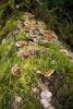 bracket fungus, conks, shelf fungus, Polypore, Lady Bird Johnson Grove, OPMD01_013
