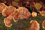 bracket fungus, conks, shelf fungus, Polypore, conk, OPMD01_023