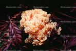Coral Mushroom, OPMV01P03_18